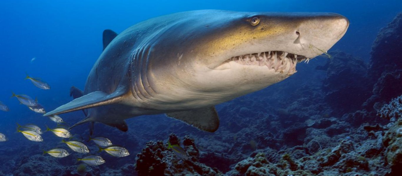 «Μυστήριο» με αποκεφαλισμένο καρχαρία στην Αυστραλία – Τι τον έκανε μία… μπουκιά (φώτο-βίντεο)