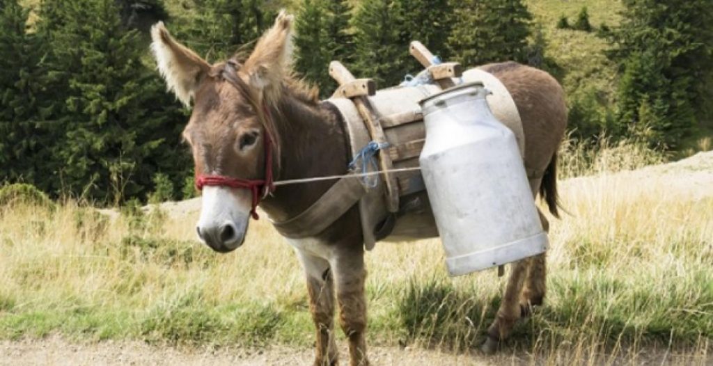 Γάλα γαϊδούρας: Τα οφέλη του για την υγεία – Γιατί θεωρείται υπερτροφή