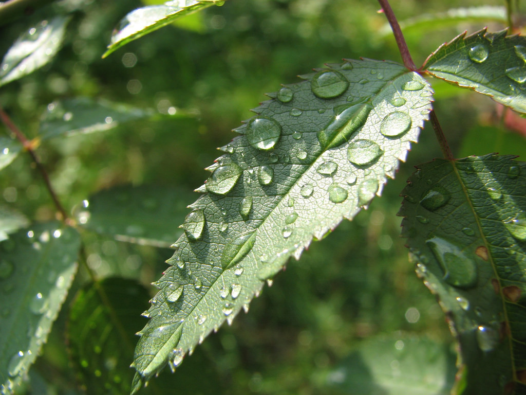 Διεθνής ομάδα επιστημόνων με επικεφαλής μια Ελληνίδα βρήκαν τρόπο ώστε τα φυτά να χρειάζονται λιγότερο νερό