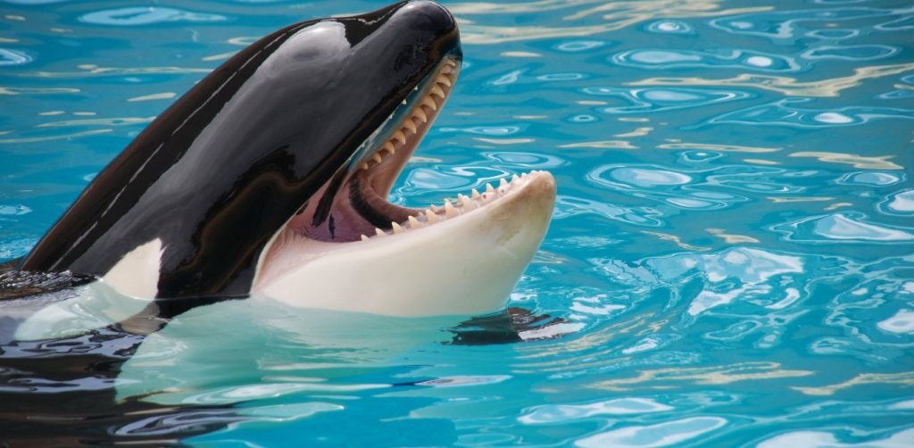 Δείτε τη στιγμή που δύτης κάνει βουτιά πάνω σε μια φάλαινα και μετά… χορεύει μαζί της (βίντεο-φωτο)