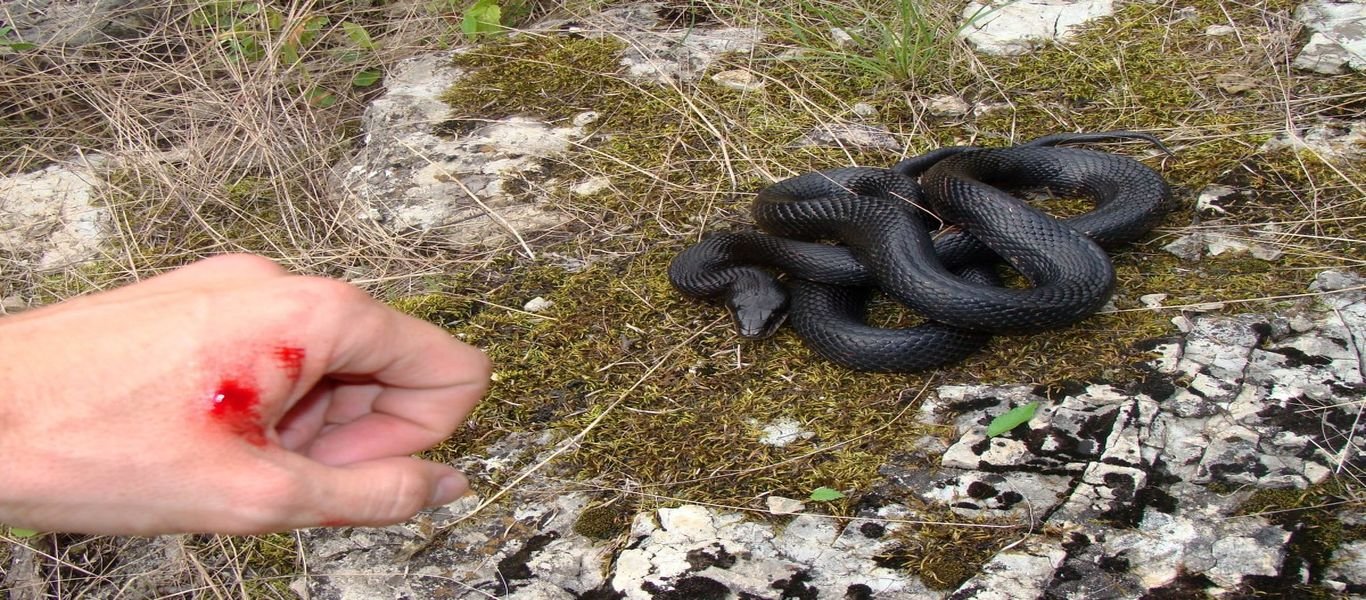 Αυτά είναι τα δηλητηριώδη φίδια της χώρας μας – Τι πρέπει να κάνουμε αν μας δαγκώσουν