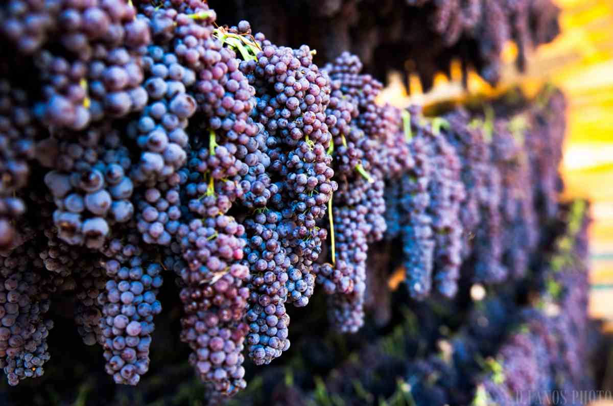 Η ελληνική υπερτροφή που είναι φάρμακο – Την έχουν αποκαλέσει «μαύρο χρυσό»