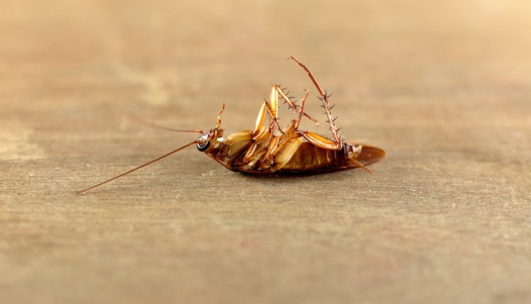 Και όμως αυτό το πασίγνωστο καθημερινό ρόφημα σκοτώνει τις κατσαρίδες