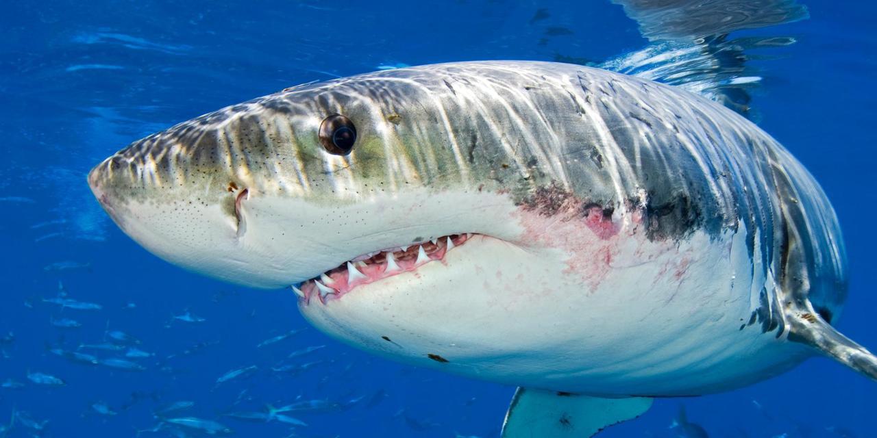 Κάμερες αποκαλύπτουν πώς λευκοί καρχαρίες κυνηγούν το θήραμά τους (βίντεο)