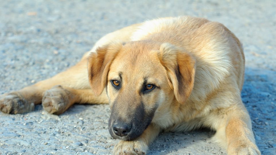 Κτηνωδία στη Λάρισα: Σκότωσαν αδέσποτο σκύλο με αλυσοπρίονο