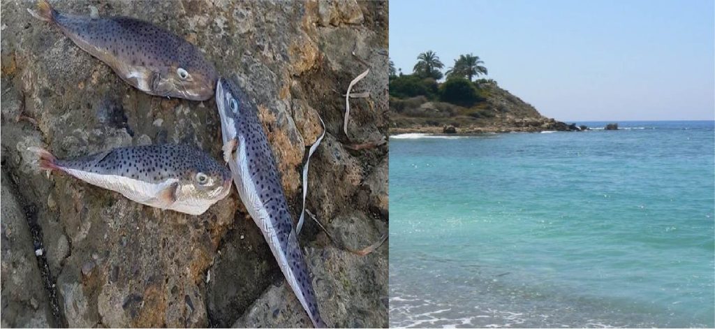 Γέμισαν επικίνδυνα λεοντόψαρα οι θάλασσες της Κύπρου (βίντεο)