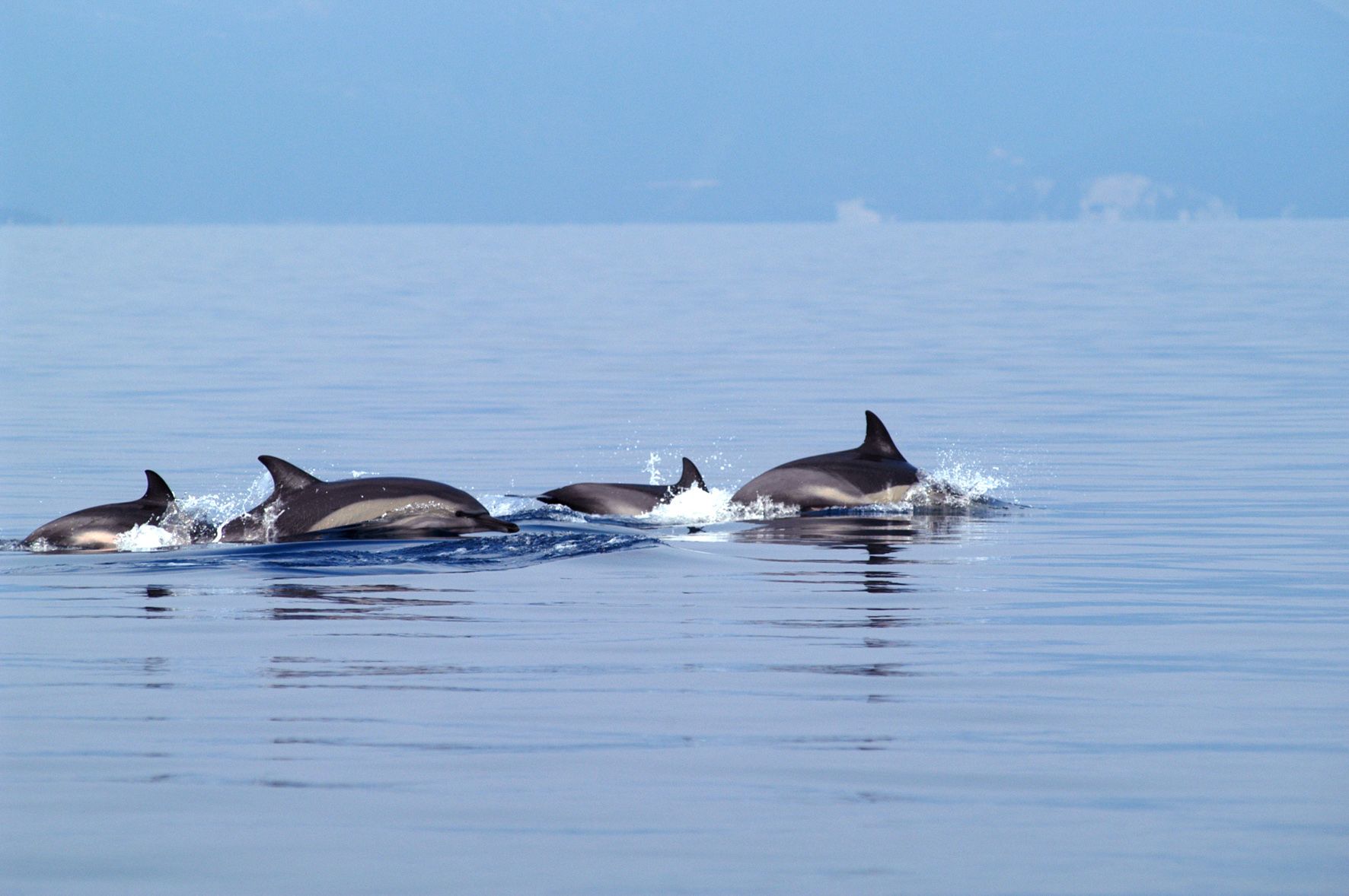 13 δελφίνια οι επίσημες «απώλειες» της τουρκικής άσκησης «Γαλάζια Πατρίδα»
