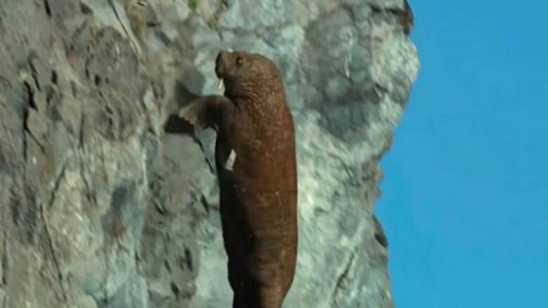 Η στιγμή που θαλάσσιος ίππος «αυτοκτονεί» λόγω της κλιματικής αλλαγής (βίντεο)