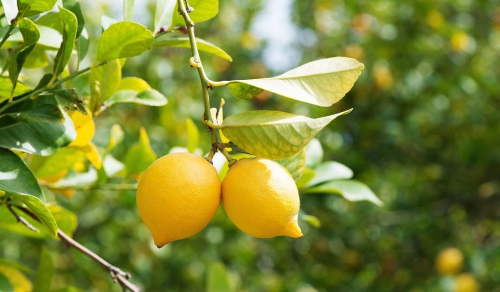 Γιατί είναι καλύτερο να βάζετε τα λεμόνια στην κατάψυξη;