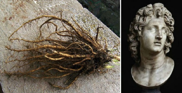 Ιδου τί έτρωγε ο στρατός του Μέγα Αλέξανδρου και είχε τόση ενέργεια!