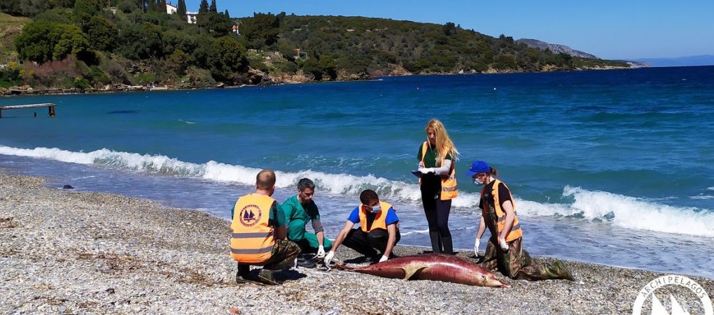 Θλίψη – Εικόνες που «ραγίζουν» καρδιές με τα νεκρά δελφίνια να κείτονται στις ακτές του Βορείου Αιγαίου