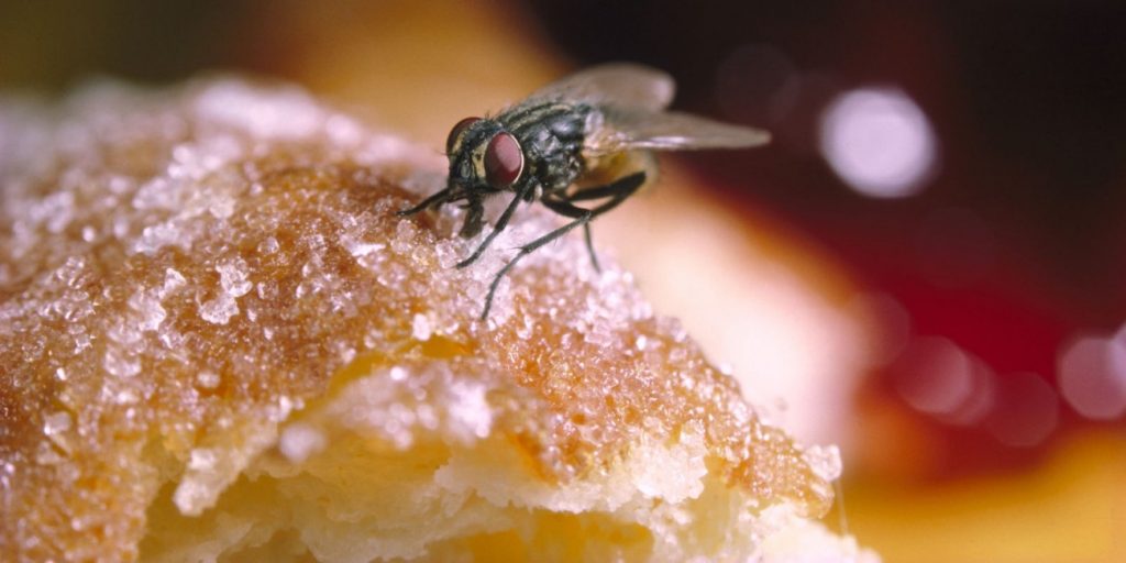 Να γιατί δεν πρέπει ποτέ να τρως φαγητό στο οποίο έχει κάτσει μύγα…