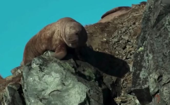 Σκληρό βίντεο: Θαλάσσιος ίππος «αυτοκτονεί» λόγω αποπροσανατολισμού