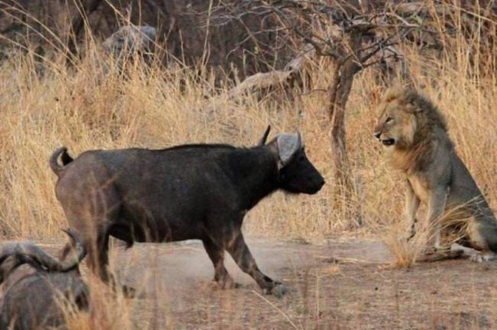 Σκηνή βγαλμένη από ταινία – Βουβάλι καταδιώκεται από λιοντάρια, δέχεται επίθεση από κροκόδειλο και… (βίντεο)