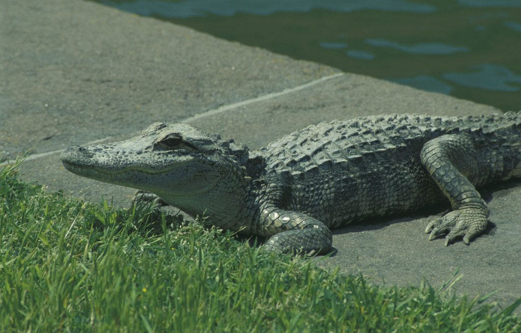 Τρόμος στο Ρίο: Κυκλοφορούν ελεύθερα επικίνδυνοι αλιγάτορες καϊμάν