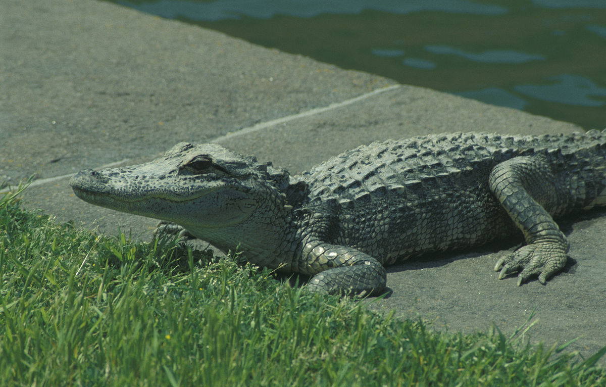 Τρόμος στο Ρίο: Κυκλοφορούν ελεύθερα επικίνδυνοι αλιγάτορες καϊμάν