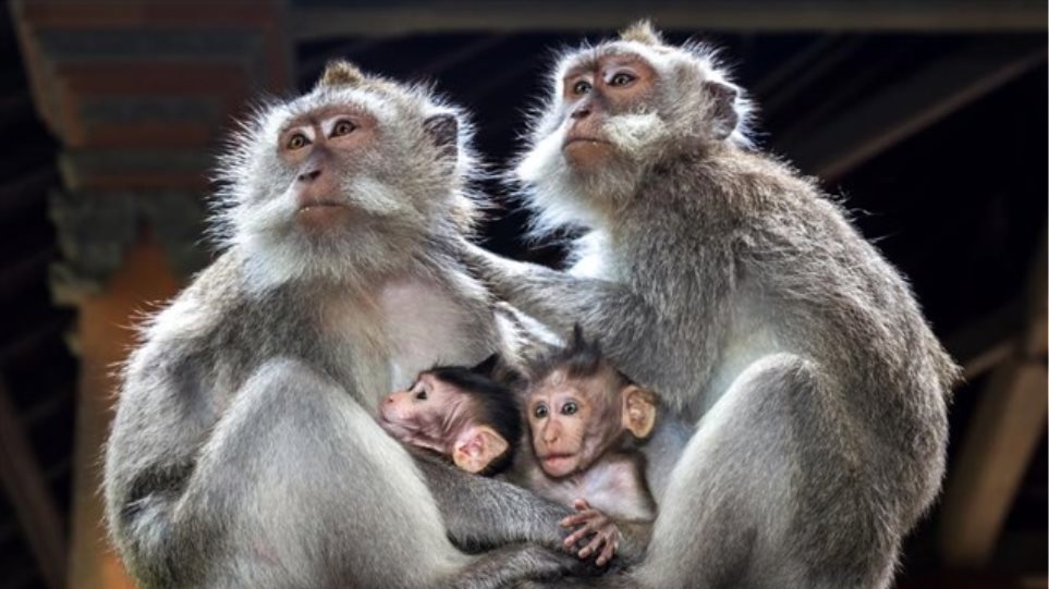 Κινέζοι επιστήμονες εμφύτευσαν ανθρώπινο γονίδιο σε εγκέφαλο πιθήκων