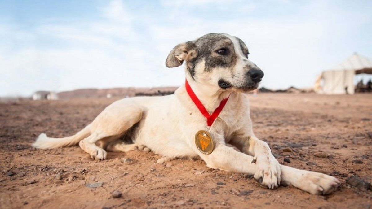Κάκτους, ο σκύλος μαραθωνοδρόμος – Έτρεξε 76 χλμ στον μαραθώνιο της Σαχάρας (φώτο-βίντεο)