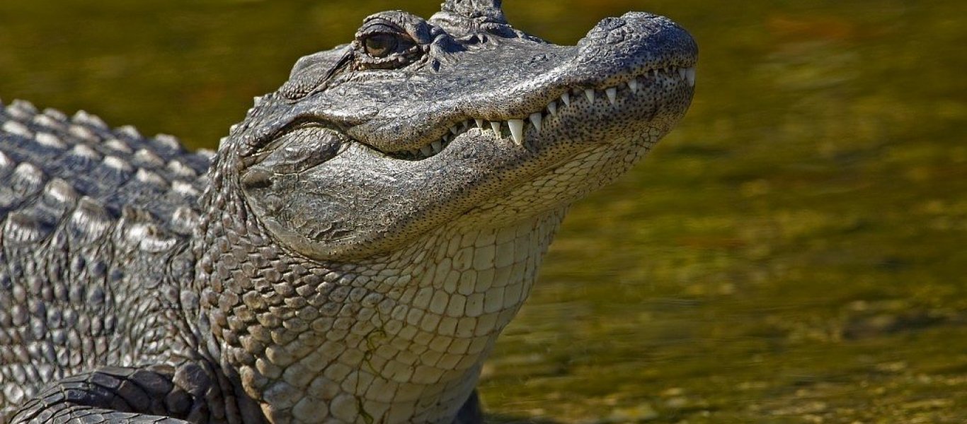 Βραζιλία: Αντιμέτωποι με αλιγάτορες κάτοικοι περιοχής που επλήγη από τις πλημμύρες