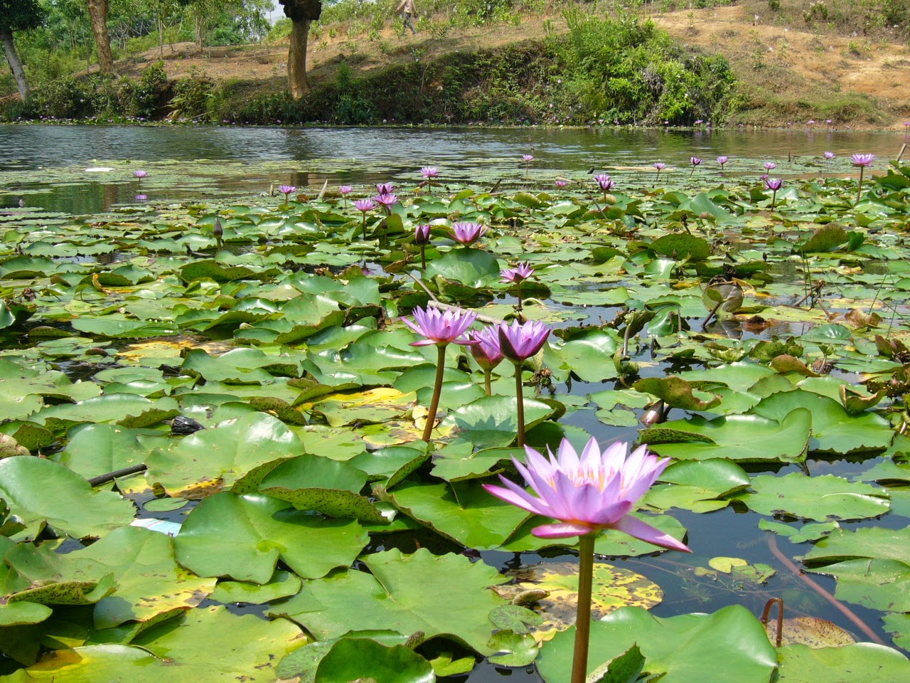 Δείτε εντυπωσιακές φωτογραφίες από την λίμνη των λωτών στην Ταϊλάνδη (φωτο)