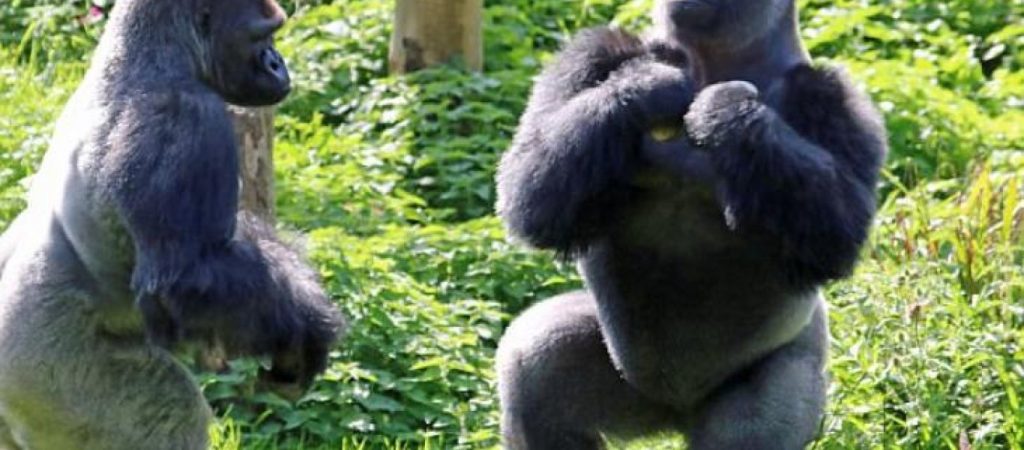 Βίντεο: Τί συμβαίνει όταν γορίλες αποφασίζουν να παίξουν … μποξ;