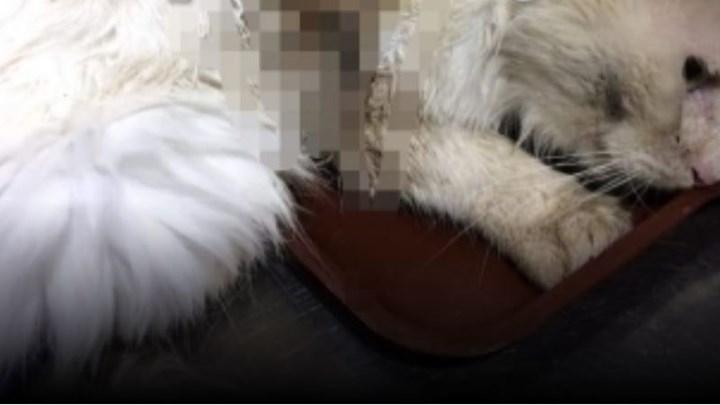 Κτηνωδία στη Ναυπακτία: «Τέρατα» έριξαν οξύ πάνω σε γάτα (φώτο)