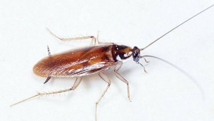 Η απίθανη και εντελώς μακάβρια ικανότητα των κατσαρίδων