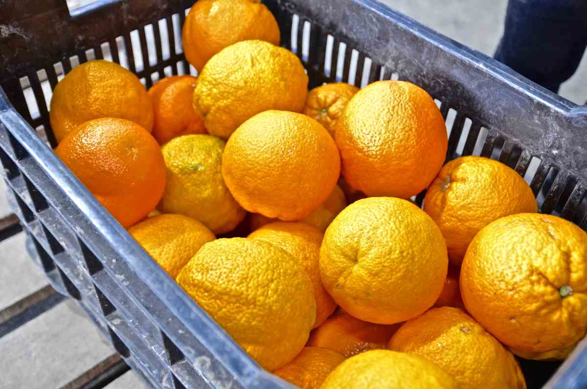 Δεσμεύσαν 1,5 τόνο ακατάλληλα πορτοκάλια από του Ρέντη