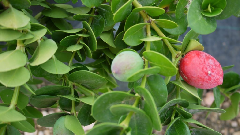 Αυτό είναι το καλύτερο παυσίπονο: Το βότανο του Ιπποκράτη που σταματά τον πόνο & φυτρώνει μόνο του