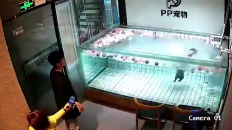 Eξοργιστικό βίντεο: Πήγε τον σκύλο της σε πισίνα και τον άφησε να πνιγεί