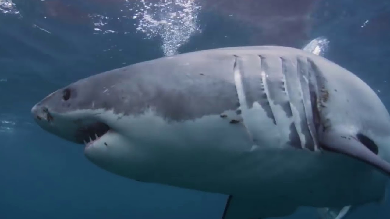 Άνδρας καταγράφει με την κάμερά του έναν λευκό καρχαρία να κατασπαράζει ένα υποψήφιο «θύμα» του (βίντεο)