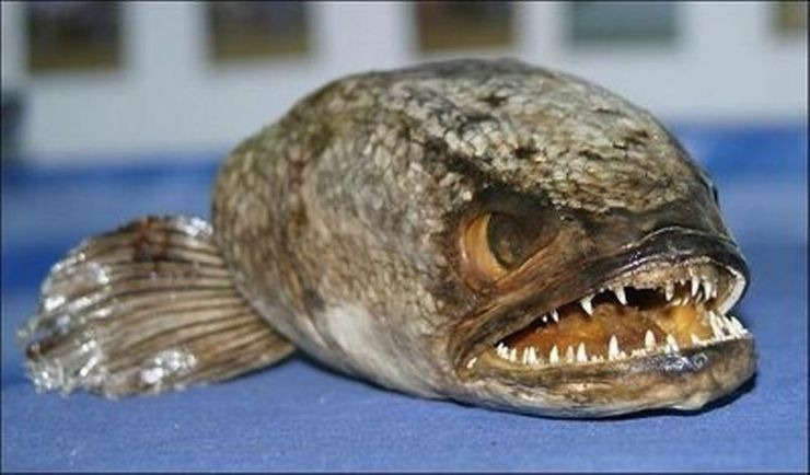 Πιράνχας βρέθηκε σε πολυσύχναστη λίμνη!