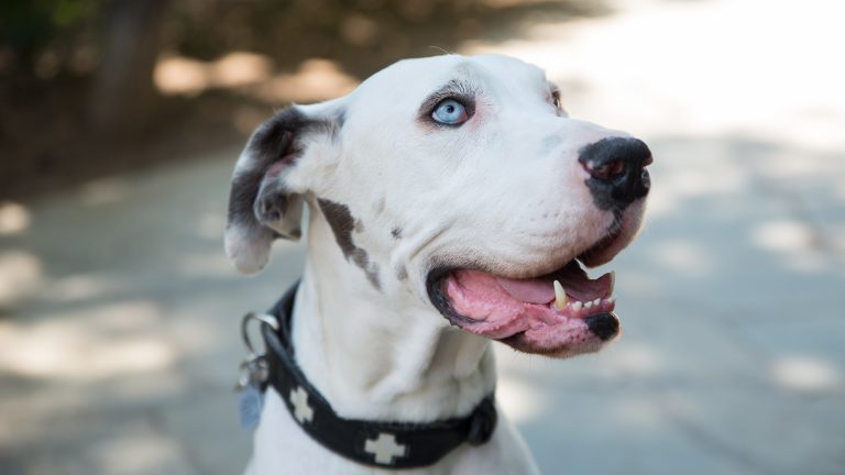 Μπορούν τα μεγάλα σκυλιά να ζήσουν στο διαμέρισμα;