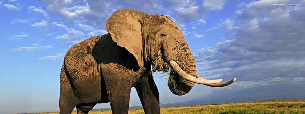 Ινδία: Άνδρας ξέχασε να ταΐσει τον ελέφαντα που πρόσεχε και αυτός… τον ποδοπάτησε μέχρι θανάτου