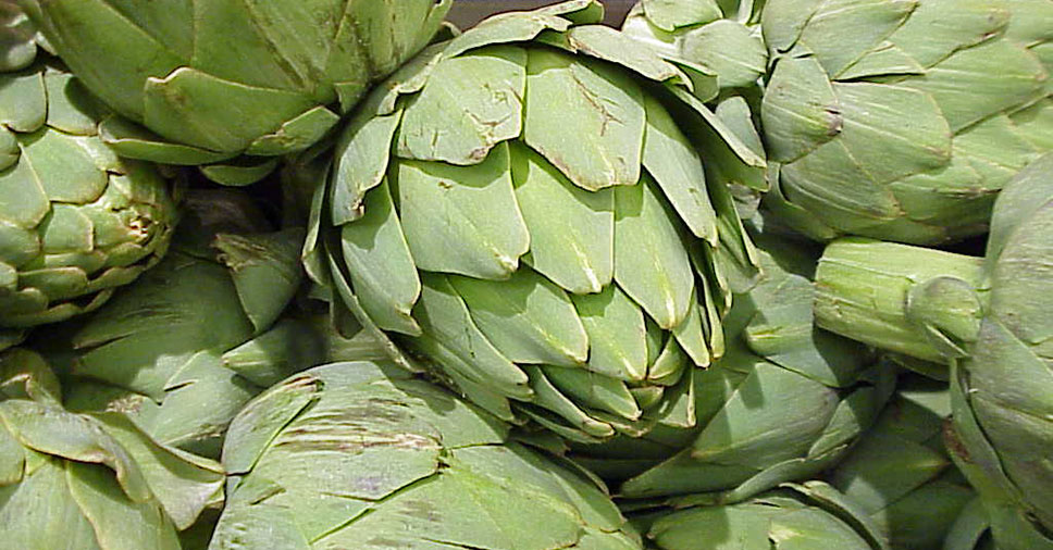 Αγκινάρα: Ένα πολύτιμο φάρμακο για μαλλιά και σώμα