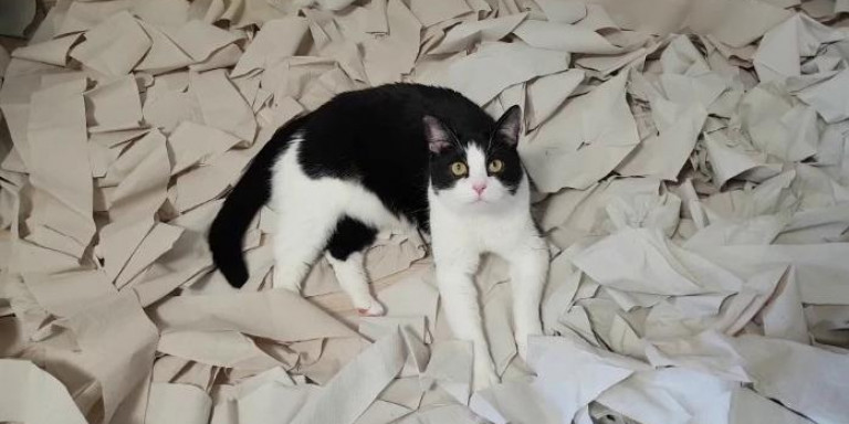 Τι συμβαίνει όταν μια γάτα βρεθεί σε ένα δωμάτιο καλυμμένο με χαρτί υγείας- Το βίντεο που έγινε Viral (βίντεο)