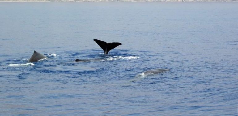 Κρήτη: Είδαν φάλαινα μπροστά στα μάτια τους