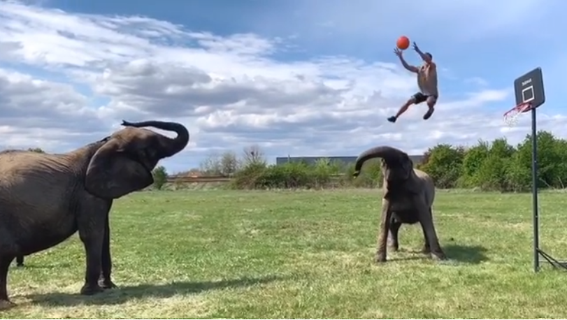 Κάρφωμα με τη βοήθεια ελέφαντα -Τα τρελά μπασκετικά κόλπα Γερμανού ακροβάτη (βίντεο)