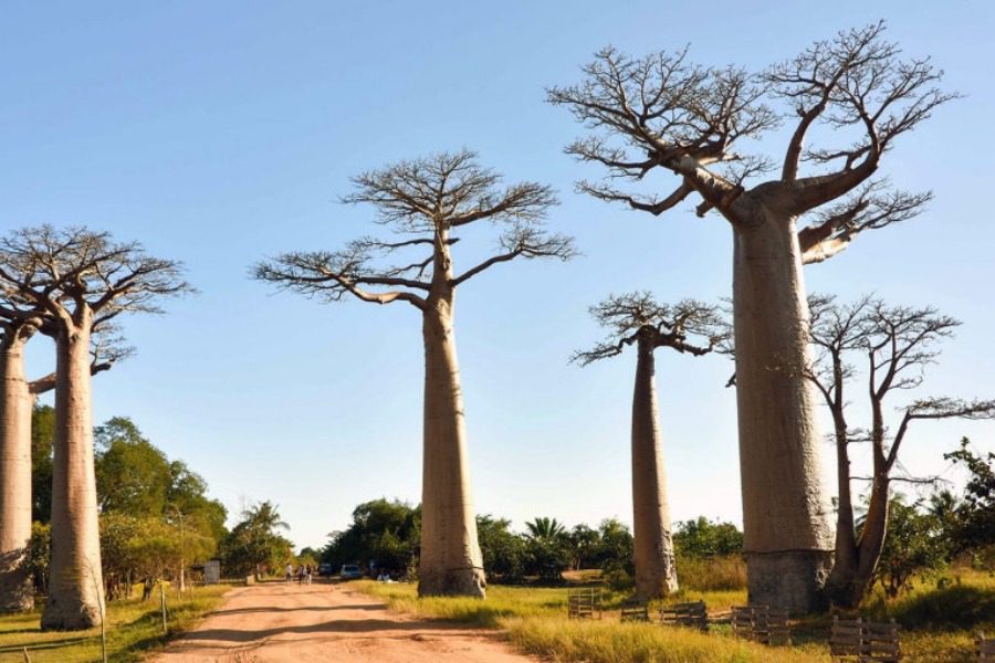 Κλιματική αλλαγή: Ο θάνατος του «δέντρου της ζωής» Μπαομπάμπ