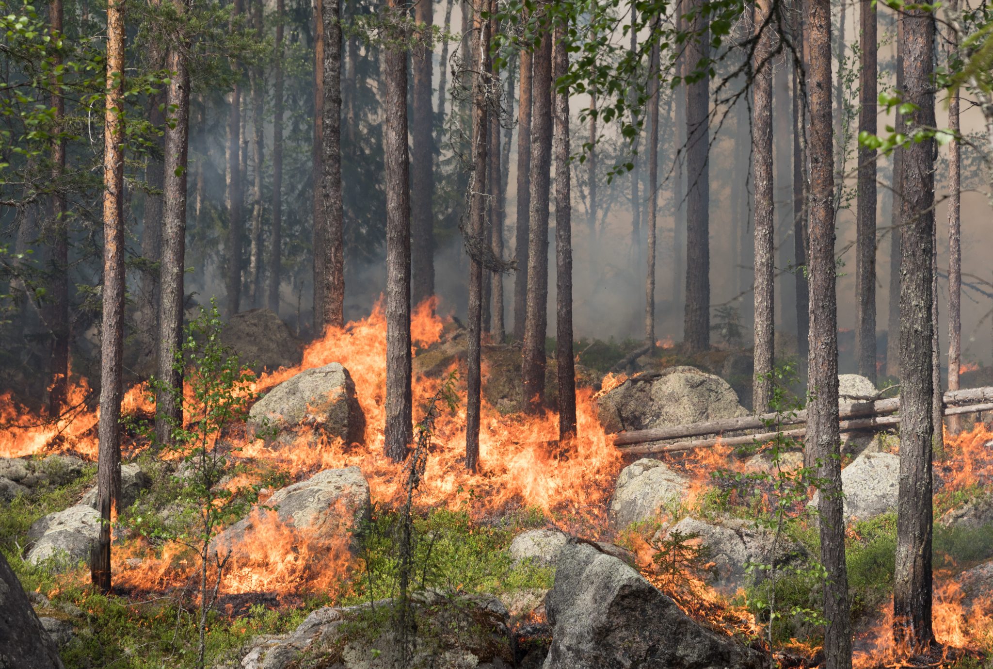Φόβοι για επανάληψη των καταστροφικών  πυρκαγιών στην Σκανδιναβία το καλοκαίρι