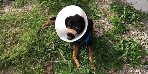 Σάμος: Πυροβόλησαν σκύλο εξ επαφής- Κατάφερε να ζήσει με τη βοήθεια φιλόζωων