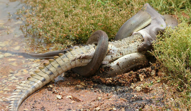 Βίντεο Σοκ: Φίδι τρώει κροκόδειλο (βίντεο)