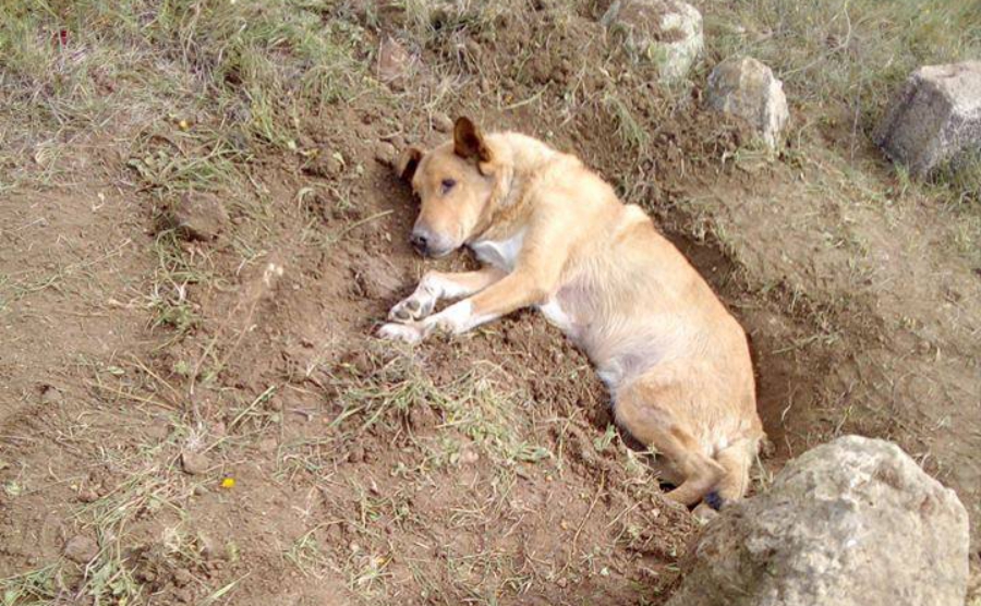 Σοκ: Έθαψαν ζωντανό τον σκύλο για να πεθάνει βασανιστικά