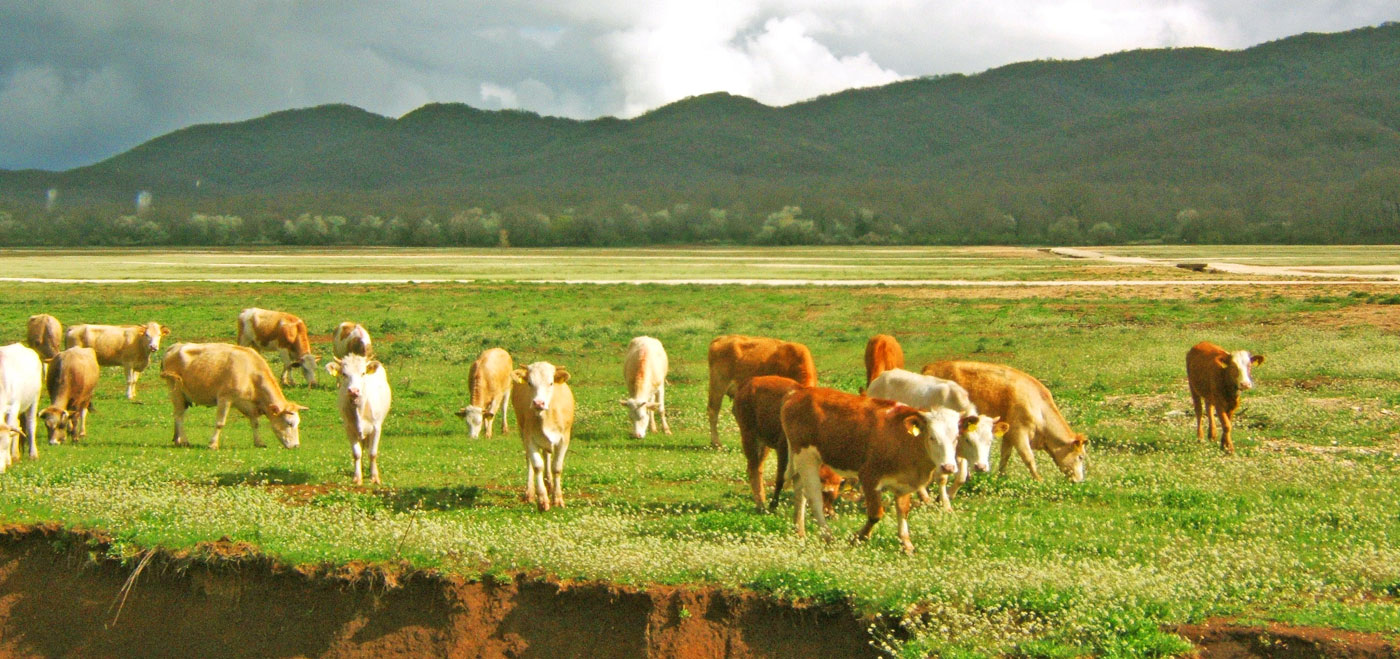 Πανσιλβάνια: Αγρότες παραδέχτηκαν ότι… ερωτοτροπούσαν με άλογα, αγελάδες και κατσίκες της φάρμας (φωτο)
