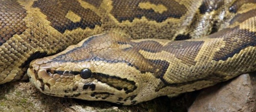 Δείτε τη στιγμή που πύθωνας 3,5 μέτρων βγάζει άθικτους από το στομάχι του τους δύο πετεινούς που είχε φάει (βίντεο)