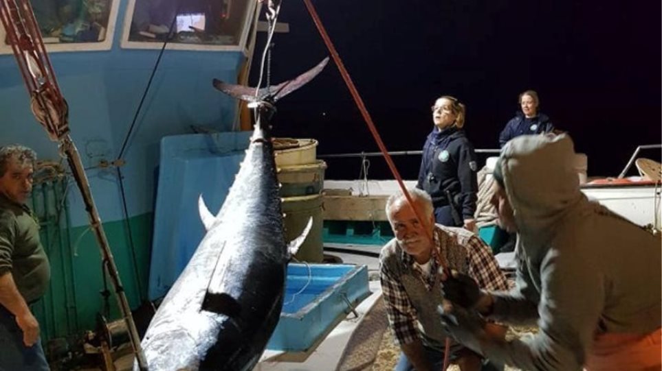 Ψαράδες στην Κάλυμνο αλίευσαν τόνο «γίγαντα» – Ξεπερνά τα 2 μέτρα μήκος και τα 250 κιλα βάρος (φώτο)