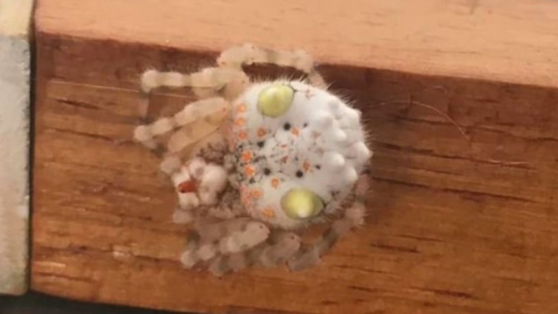 Βρήκε στο σπίτι του μία σπάνια αράχνη που έμοιαζε με… σούσι- Ζήτησε άμεσα βοήθεια (φωτο)