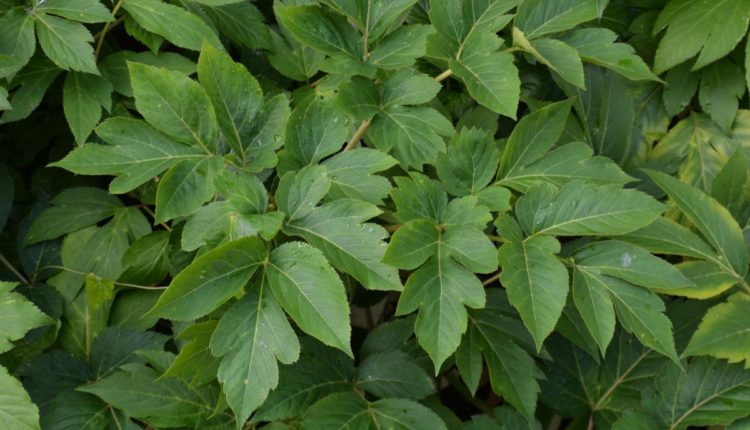 Αυτό είναι το φυτό της αντιγήρανσης και της μακροζωίας