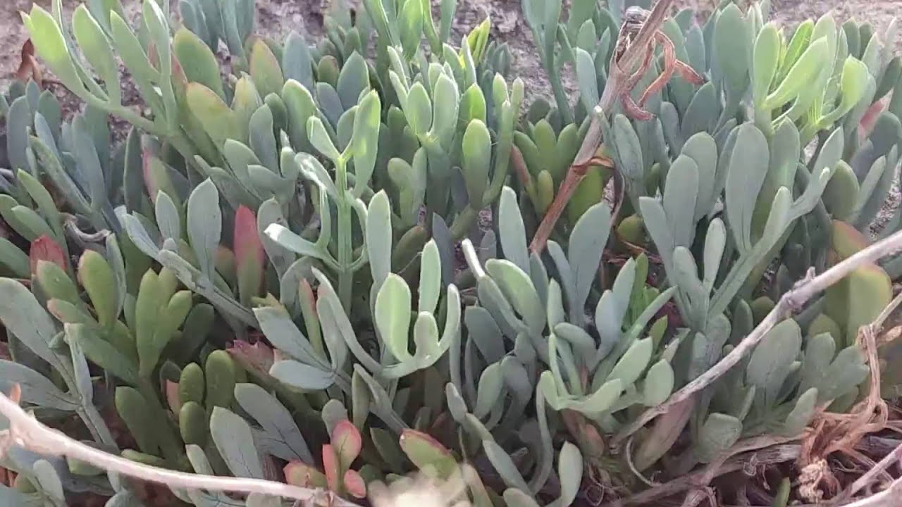 Το νόστιμο υπερτρόφιμο που είναι γεμάτο βιταμίνη C