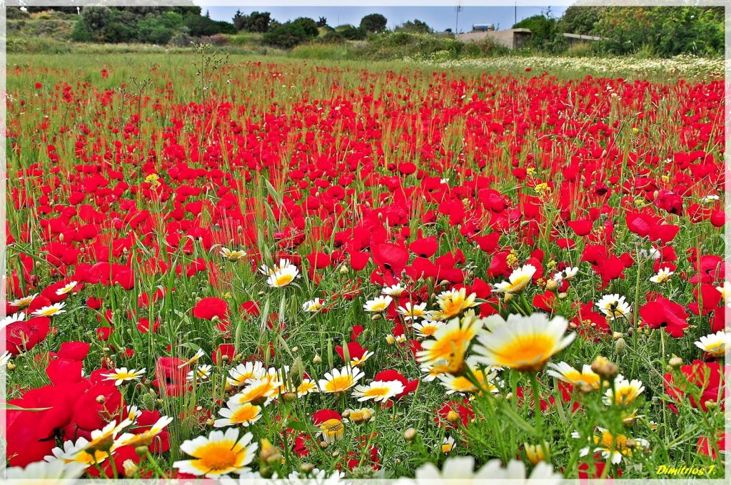 Τι γιορτάζουμε την Πρωτομαγιά;